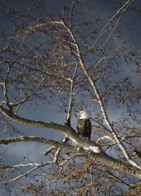 Bald Eagle In A Tree