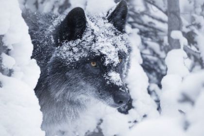 Lone Wolf In Snow