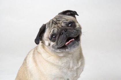 Pug Dog Smiling